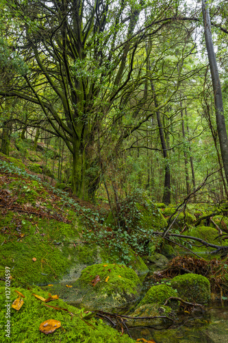 old tree with moss in the middle of forest © César Torres