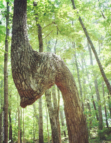 Dinosaur Tree