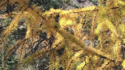 Yellow Pine tree in Huanglong National Park in China on the Autumn