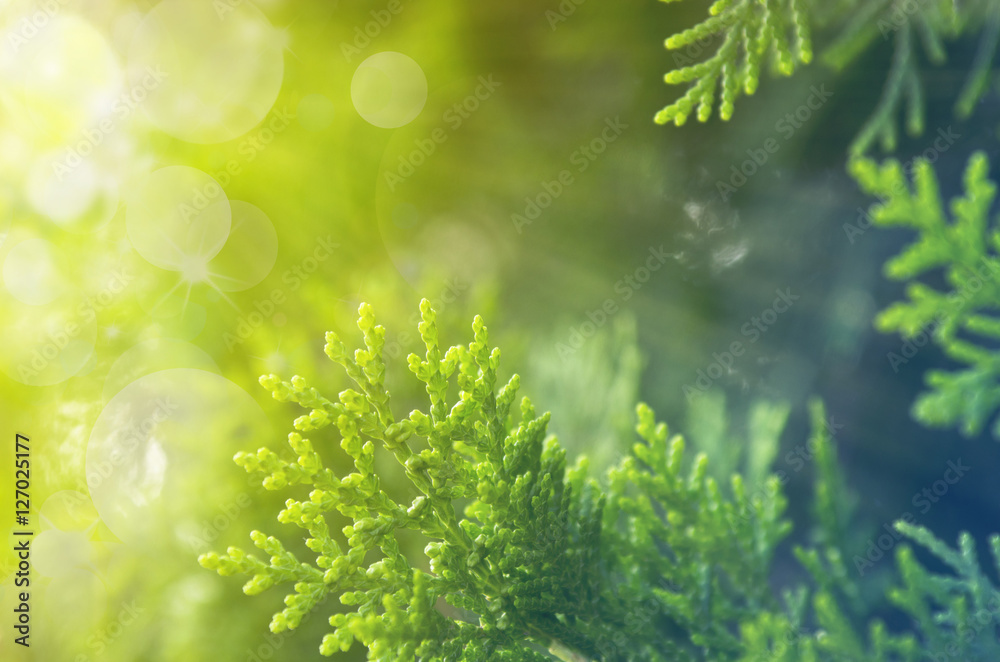 Green leaves background Green leaves background