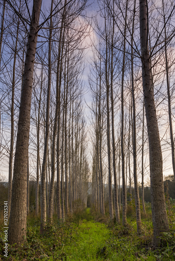 Obraz premium tree field with blue sky