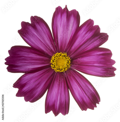 Fototapeta Naklejka Na Ścianę i Meble -  cosmos flower