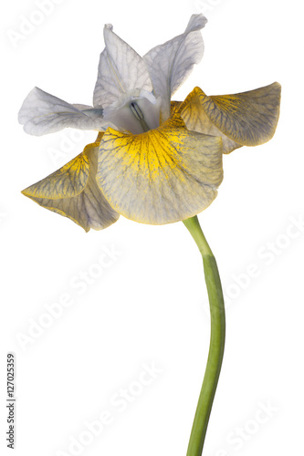 Fototapeta Naklejka Na Ścianę i Meble -  iris