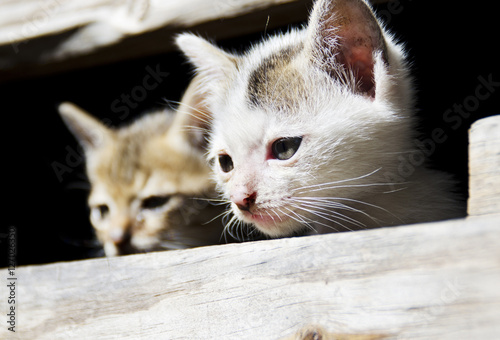 Fotografie adorable playful kitten