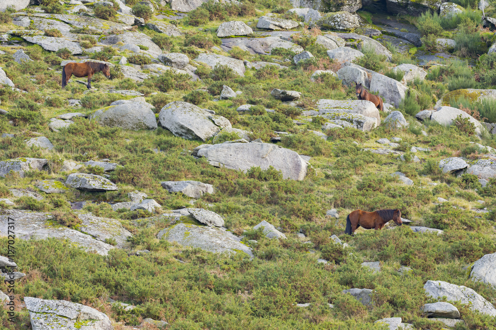 two horses in the mountain with rocks a green vegetation