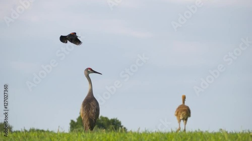 Red-Winged Blackbird Attacks Sandhill Crane Mother and Chick, Wide, 4K