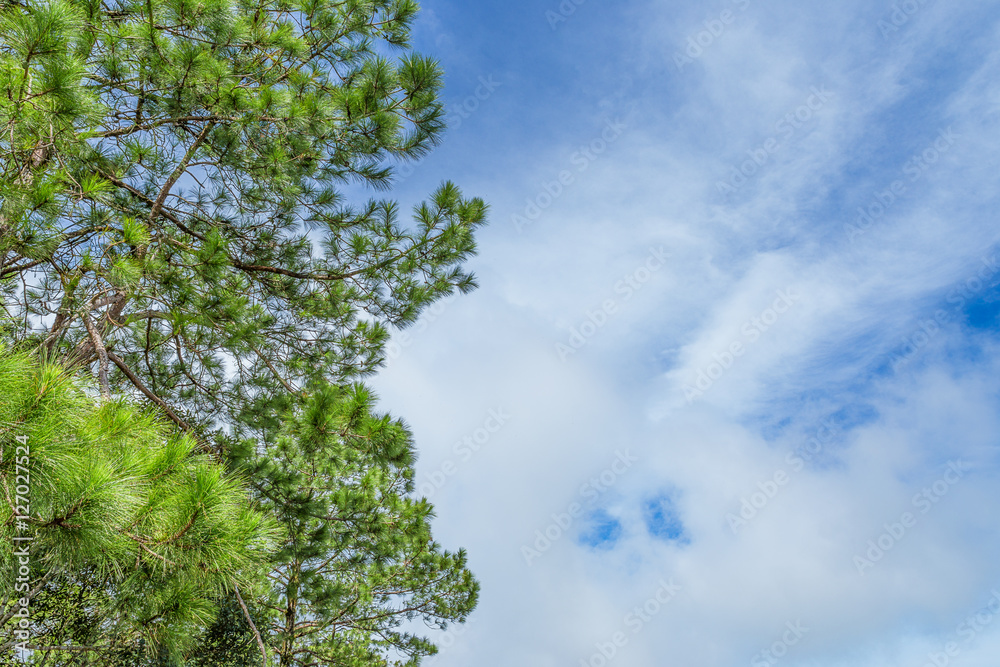 view of pine tree brance with leaf view of pine tree brance with leaf
