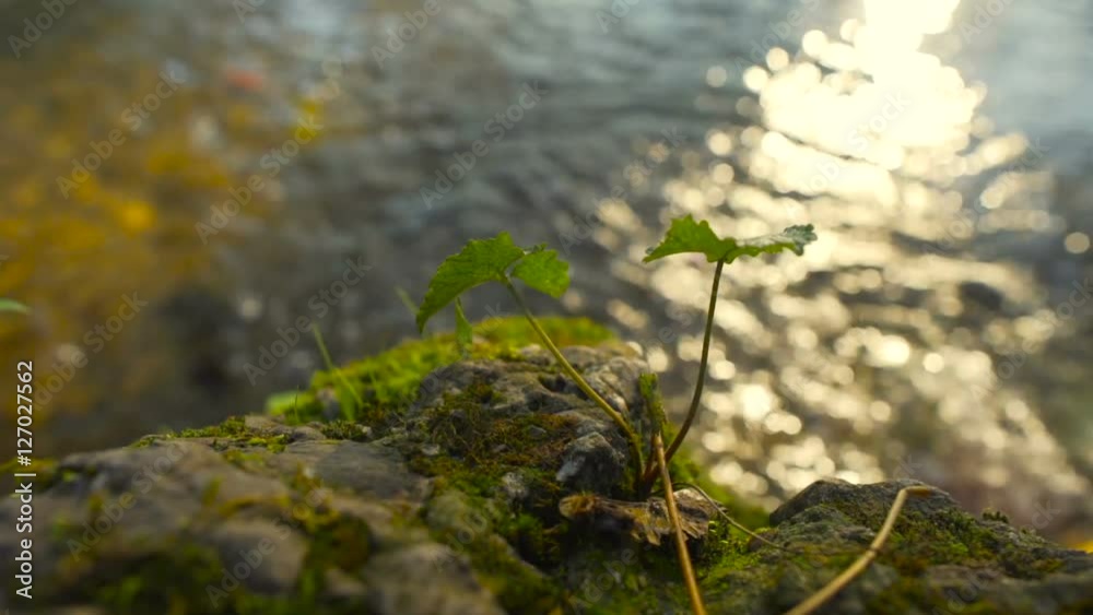 Small plant and rocks near quiet water flowing at sunset Small plant and rocks near quiet water flowing at sunset