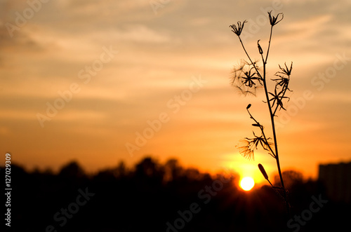 Plant on the sunset background