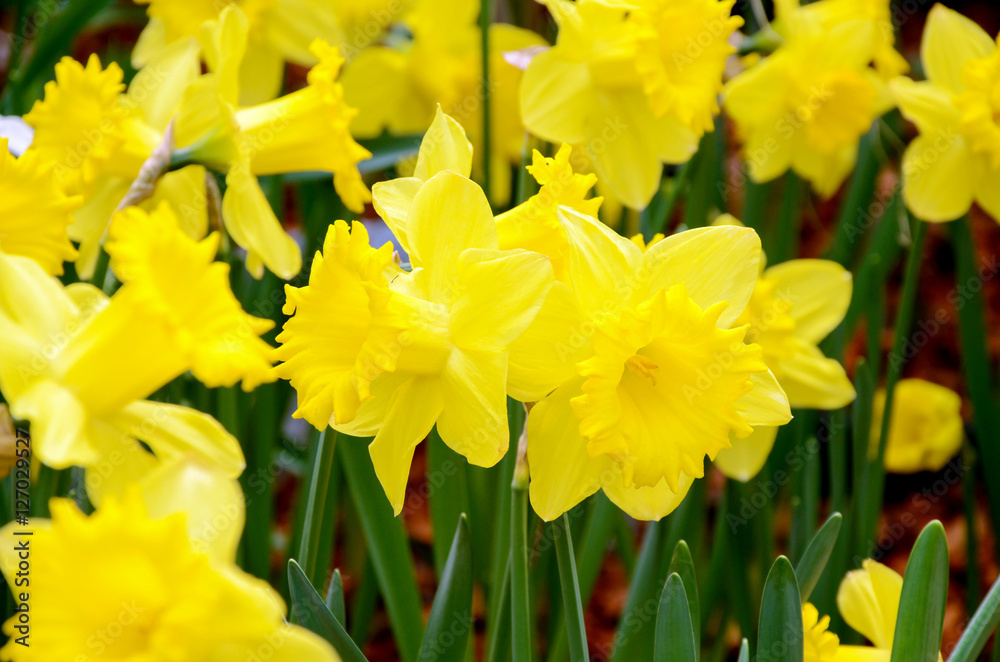 Yellow Daffodil in the spring garden. Yellow Daffodil in the spring garden.