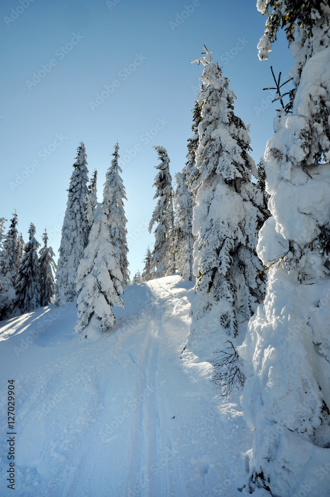Fototapeta premium Winter fir trees covered with fresh snow