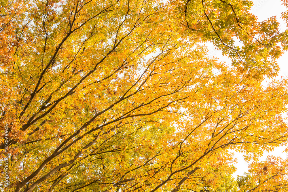 秋, 紅葉の木々 秋, 紅葉の木々