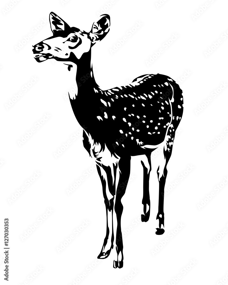 Fototapeta premium Spotted deer black and white color.