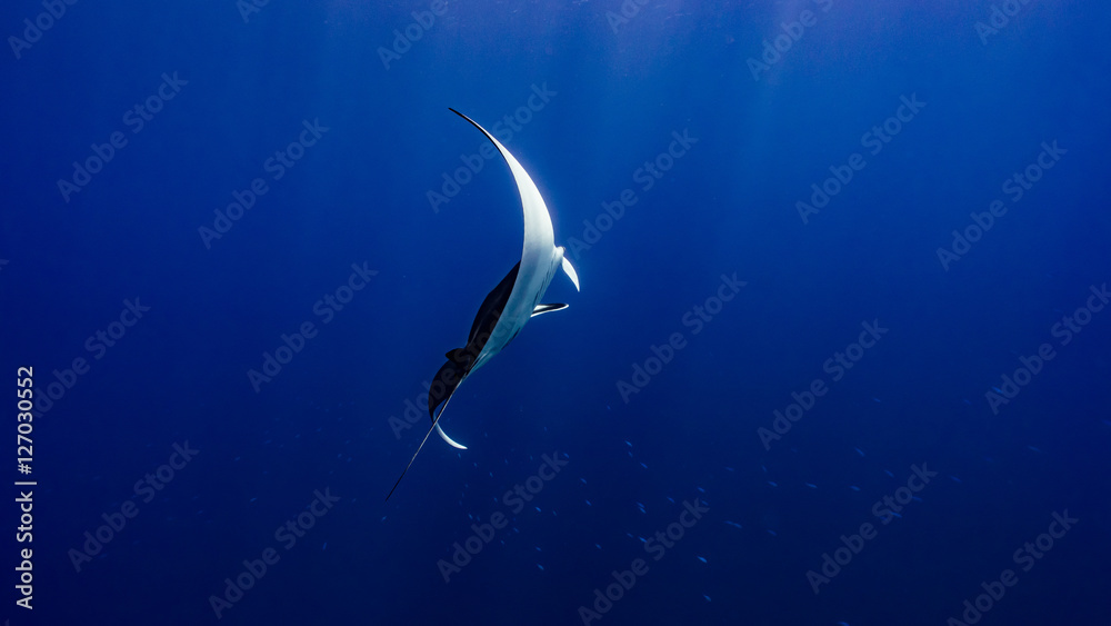 giant manta flying