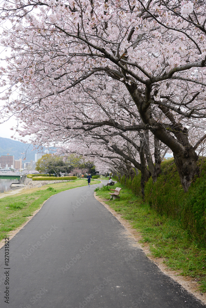 sakura path