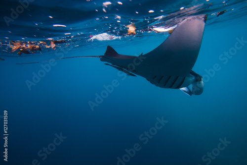 Diving with giant oceanic manta ray Batu Lumbung (Manta Point), Indonesia 