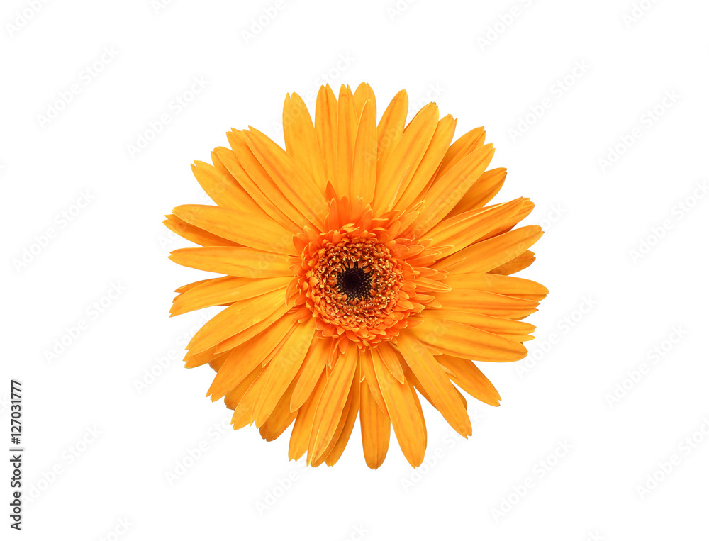 Daisy flower isolated on white background Daisy flower isolated on white background