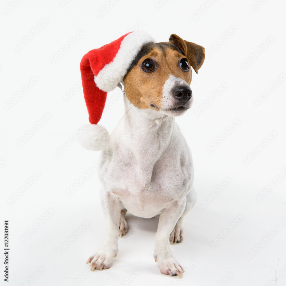 Weihnachtshund Weihnachtshund