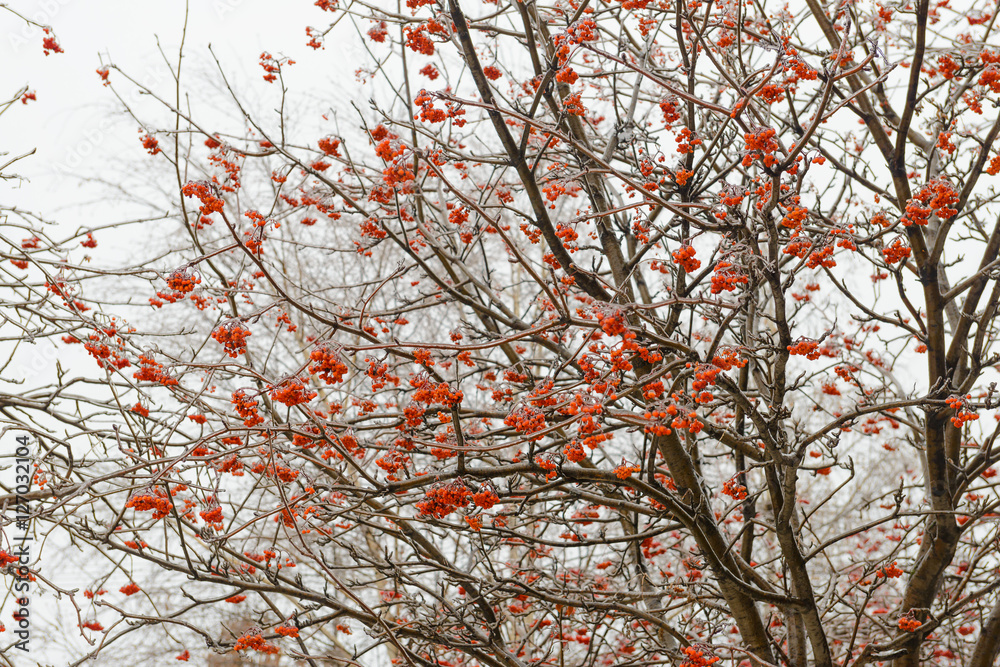 freezing rain on the branches and a bunch of rowan freezing rain on the branches and a bunch of rowan