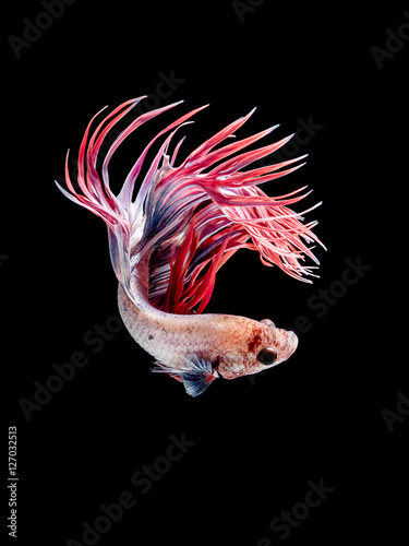 Colorful Betta fish,Siamese fighting fish in movement isolated o