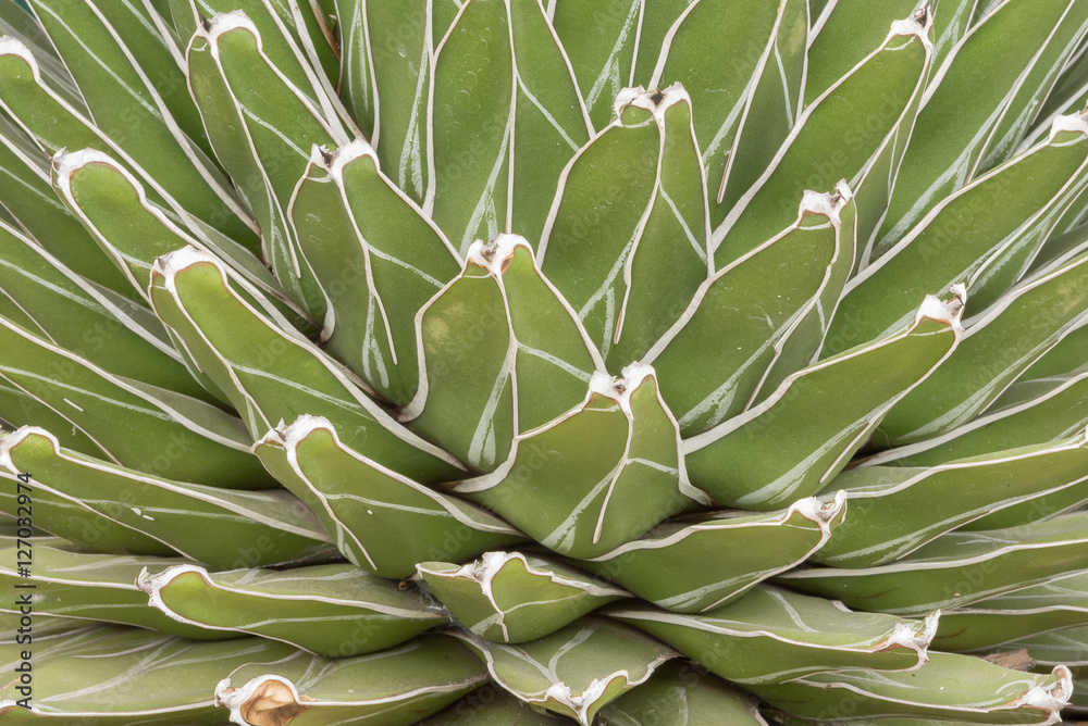 Fototapeta premium Succulent plant : Abstract background.