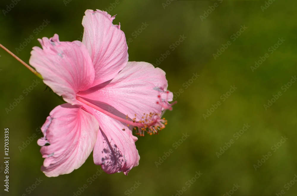 Pink Hibiscus on natural green background.