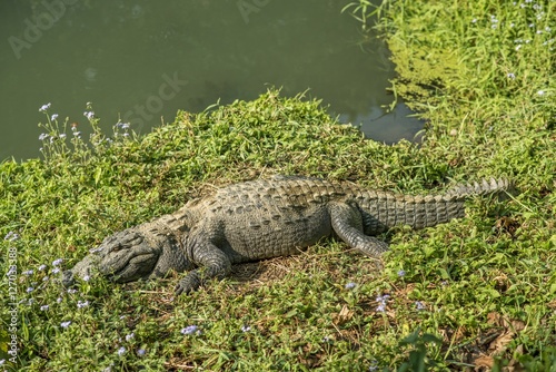 Crocodile on a river bank. Chitwan National Park. Nepal