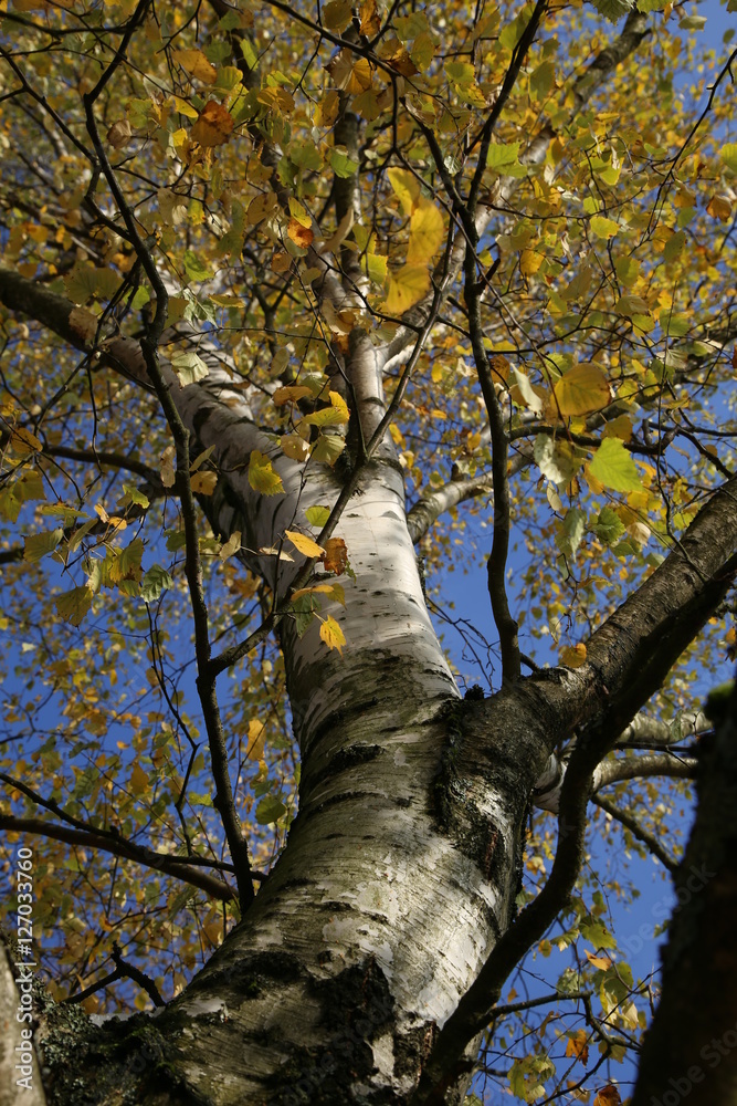 Fototapeta premium Birch foliage / Leaves of birch in forest