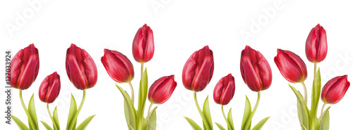 cover scarlet tulip red flower