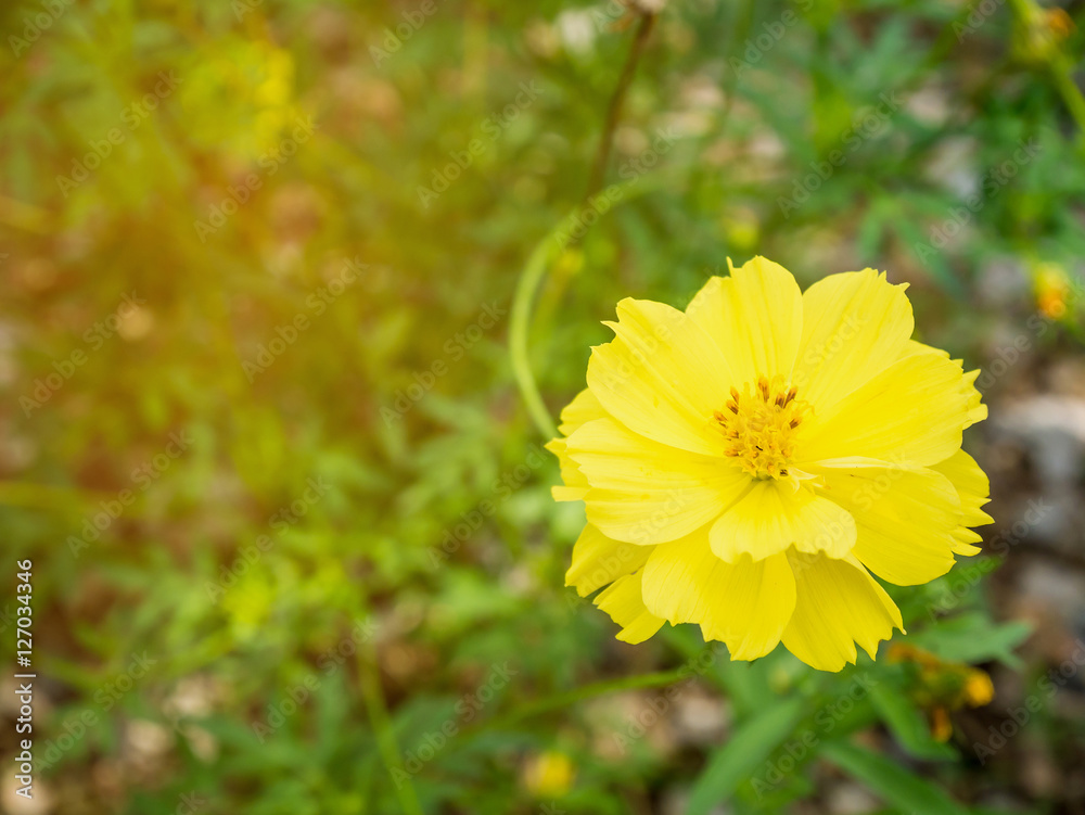 Yellow cosmos flower Yellow cosmos flower