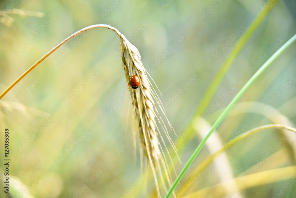 Naklejka premium Ladybug sitting on an ear of wheat or rye. Copy space.