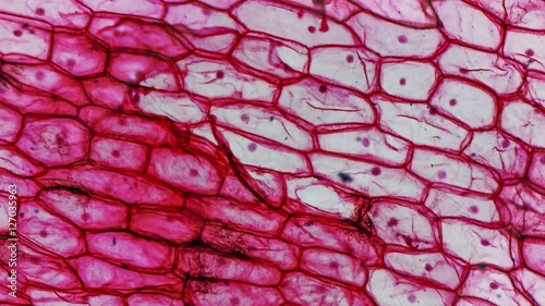 High resolution light photomicrograph of Onion epidermus cells seen through a microscope