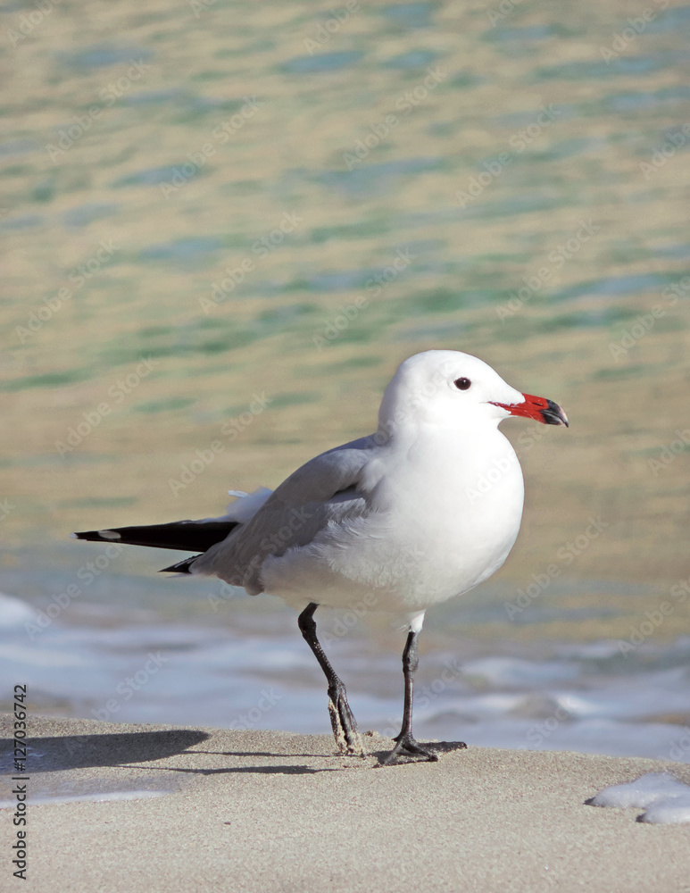 Sea gull walking along the beach, close-up shot. Sea gull walking along the beach, close-up shot.