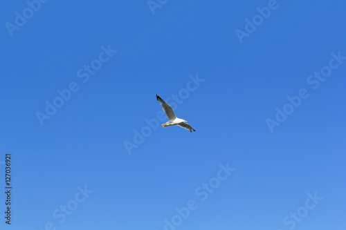 Baikal Seagull of lake 