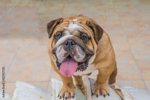 Beautiful Pug dog smiling for the camera with tongue hanging out © weera