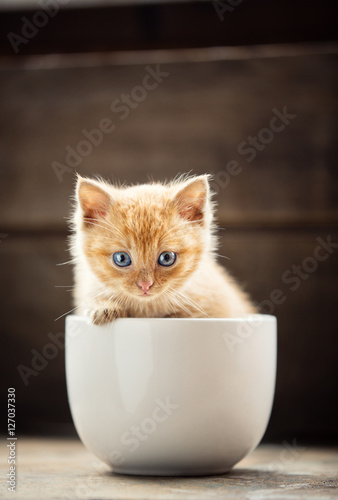 Fototapeta Naklejka Na Ścianę i Meble -  funny little red kitten sitting in a white cup