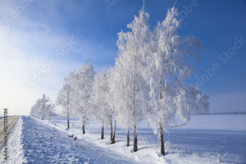 winter landscape with trees covered by hoarfrost