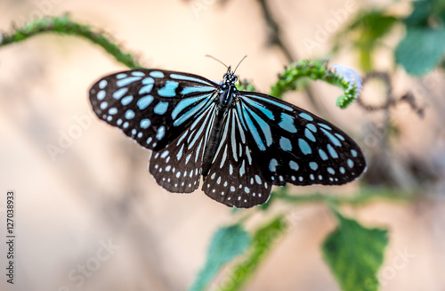 Blue and black butterfly in blurred light background © pichamons_15323