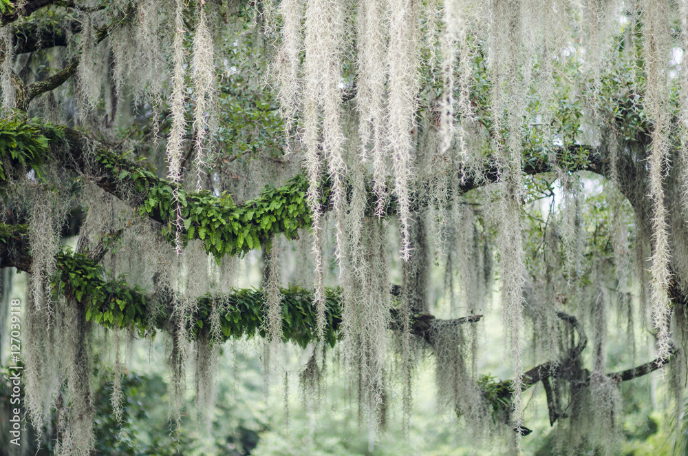 Naklejka premium Romantic view of Spanish moss hanging from the branches of a mighty oak tree in the American South