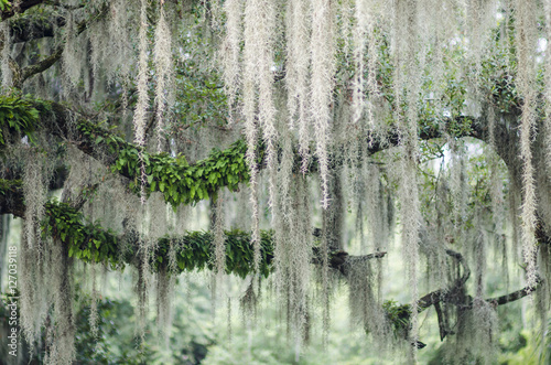 Romantic view of Spanish moss hanging from the branches of a mighty oak tree in the American South