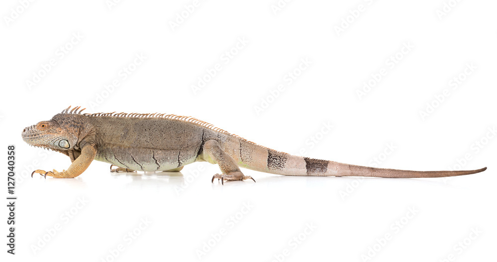 Fototapeta premium Iguana