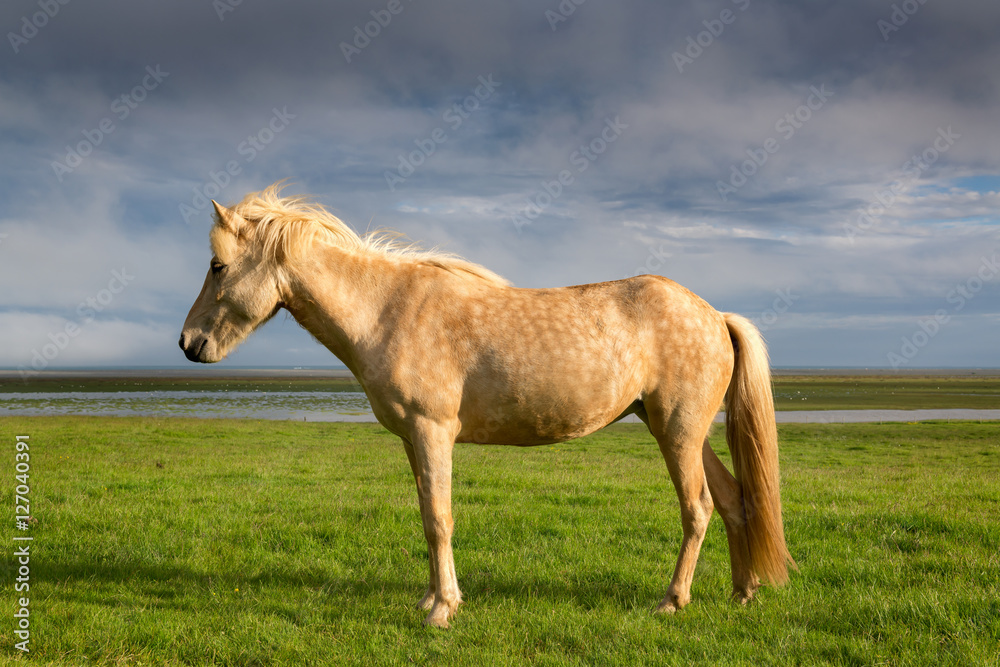 Obraz premium Horse