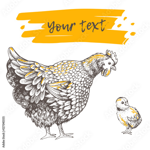 Illustration little chicken and hen. Series of farm animals. Graphics, sketch, hand drawing birds family. Brood-hen teaches chick. Vintage engraving style. Family day