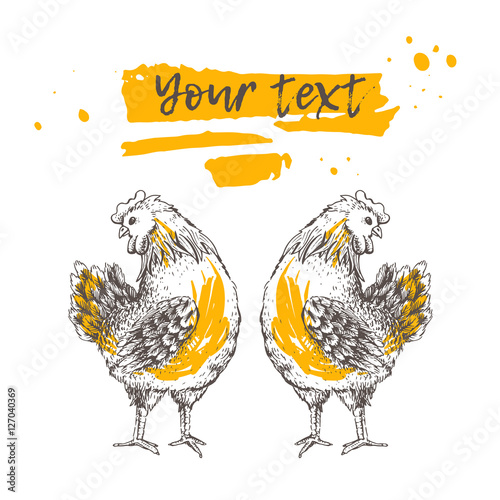 Vintage design with two hens. Hand drawn symmetrical cute girl roosters on white background. Illustration of vector for your design. There are place for text on orange ribbon. Handmade illustration.