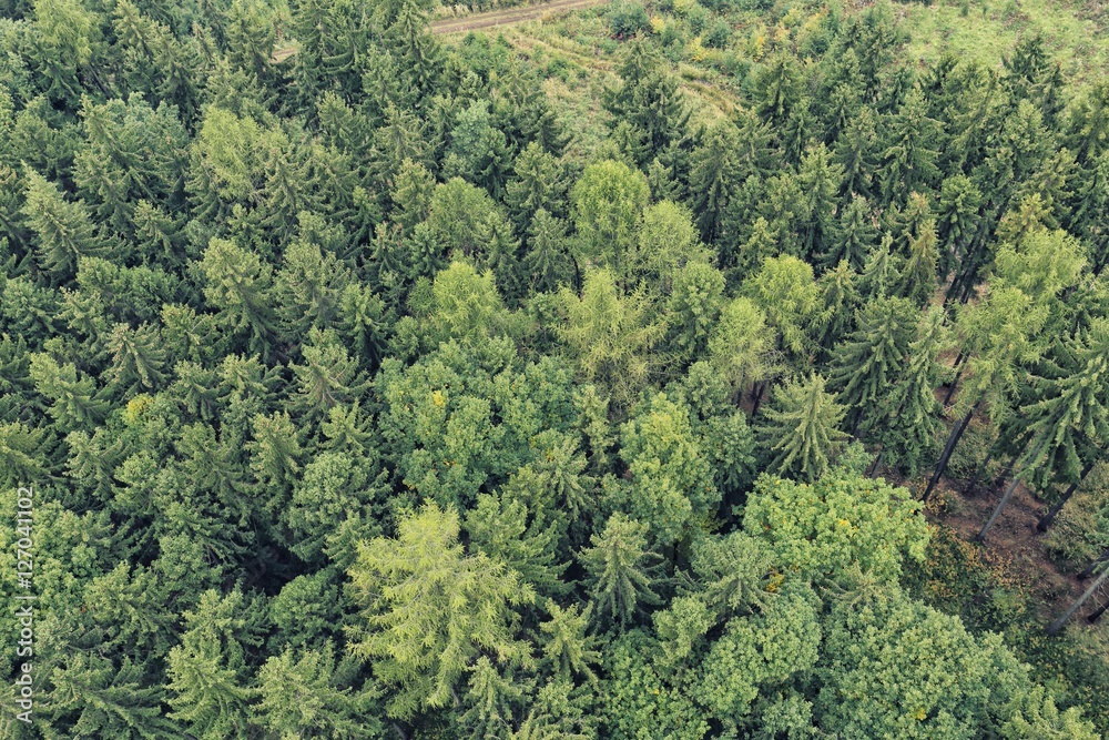 Green forest seen from above Green forest seen from above