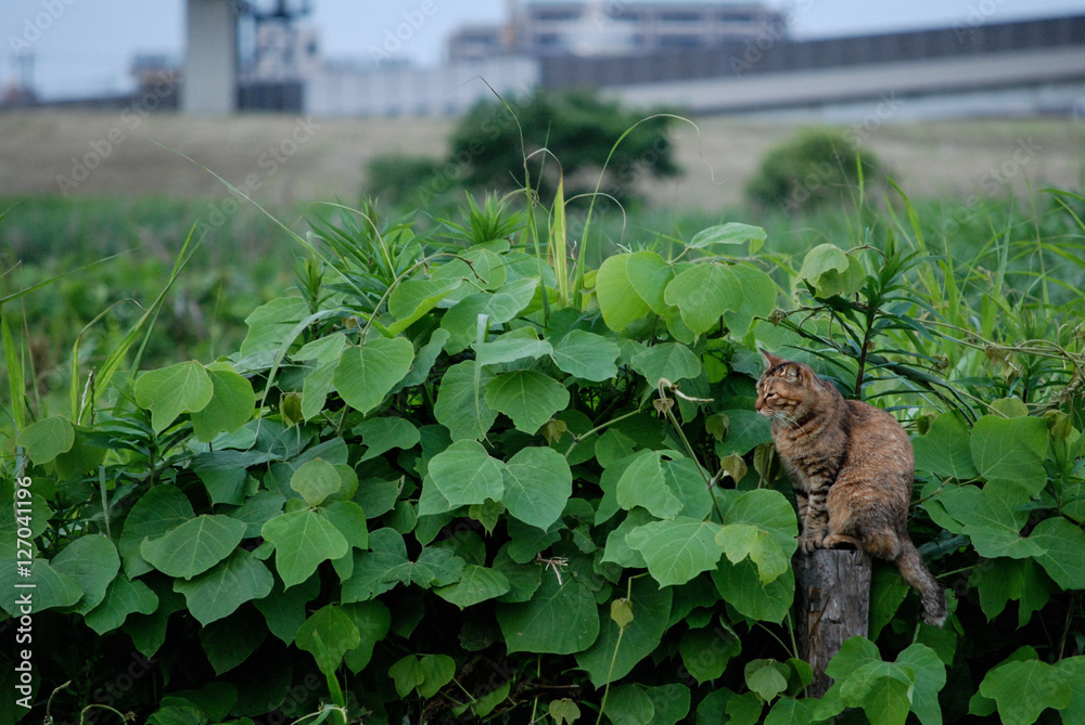 Obraz premium いつもここにいる