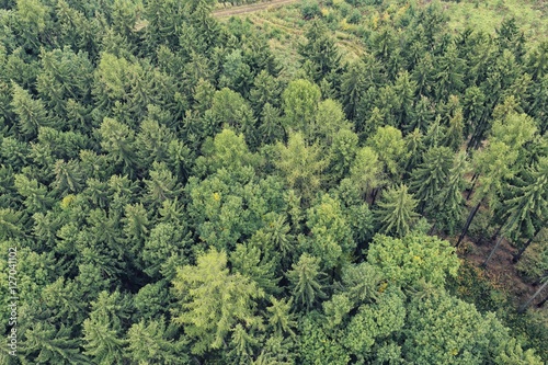 Green forest seen from above