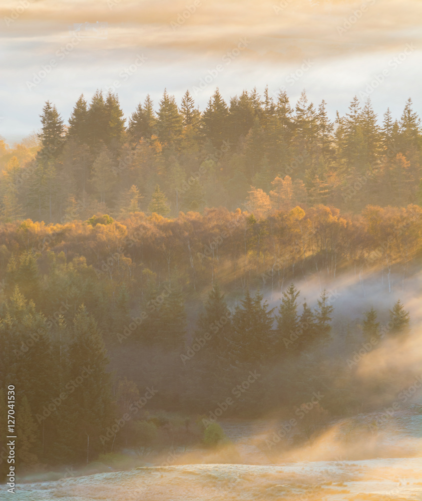 Fototapeta premium Autumn forest tree's in hazy warm morning mist in the Lake District National Park.