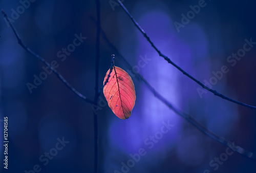 lone dry  red leaf on a branch on a beautiful art background. Autumn photo on a warm day. Dark blue background.
