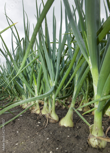 Onions. Field of Onions. Farming. Vegetables. Flevopolder. photo